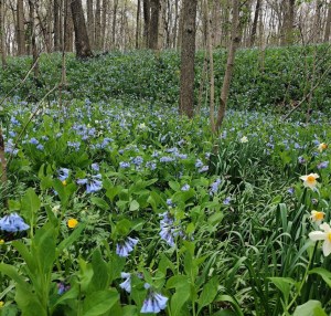 a close up of a flower garden